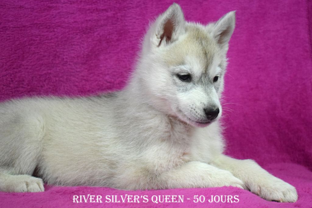 CH. River silver's queen de la source du Montet