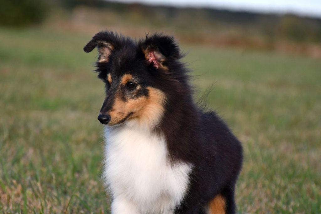 de la source du Montet - Chiot disponible  - Shetland Sheepdog