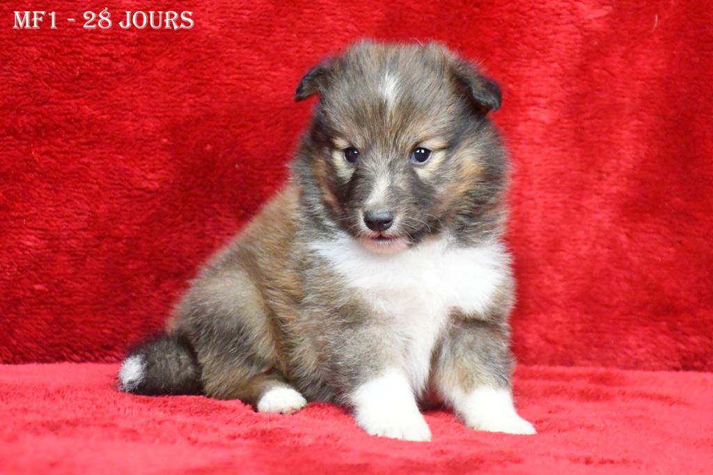 de la source du Montet - Chiot disponible  - Shetland Sheepdog