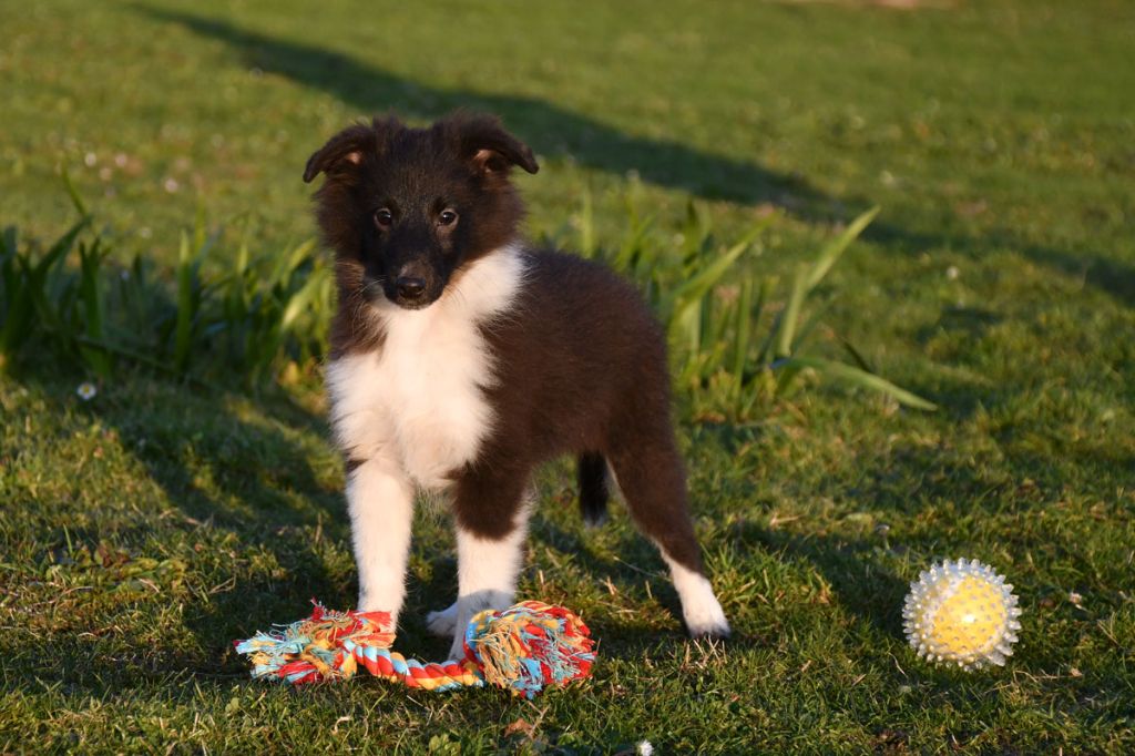 chiot Shetland Sheepdog de la source du Montet