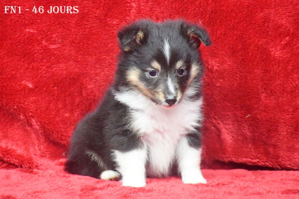 de la source du Montet - Chiot disponible  - Shetland Sheepdog