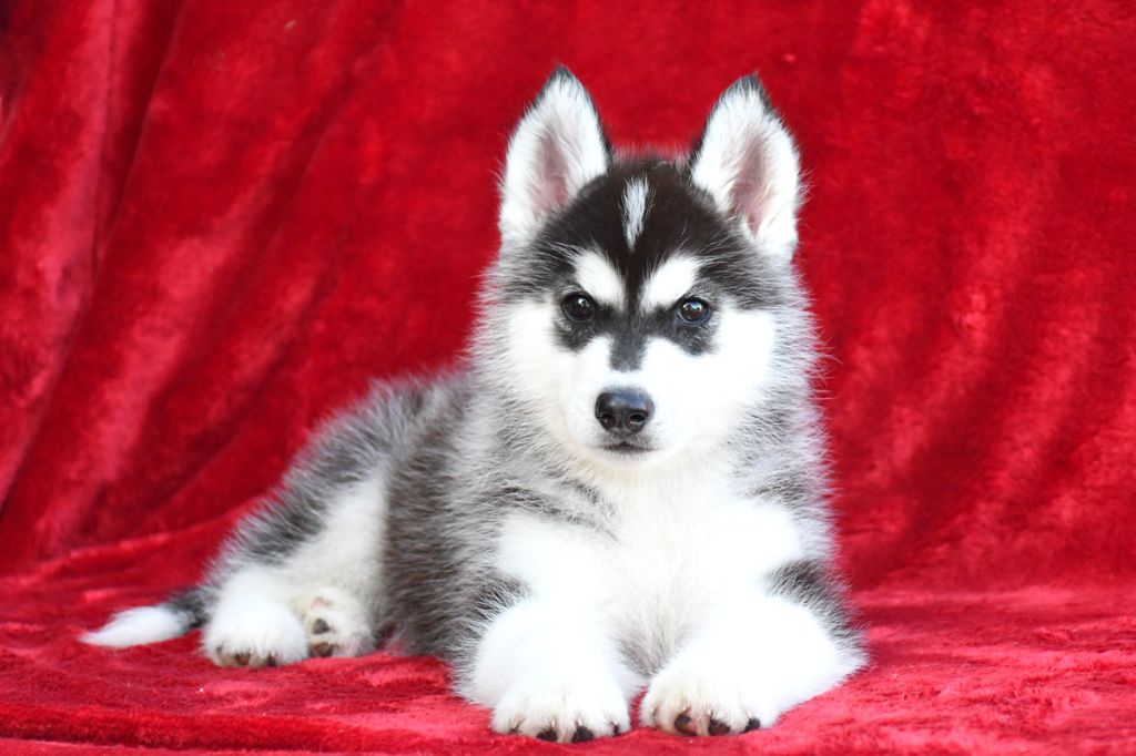 chiot Siberian Husky de la source du Montet