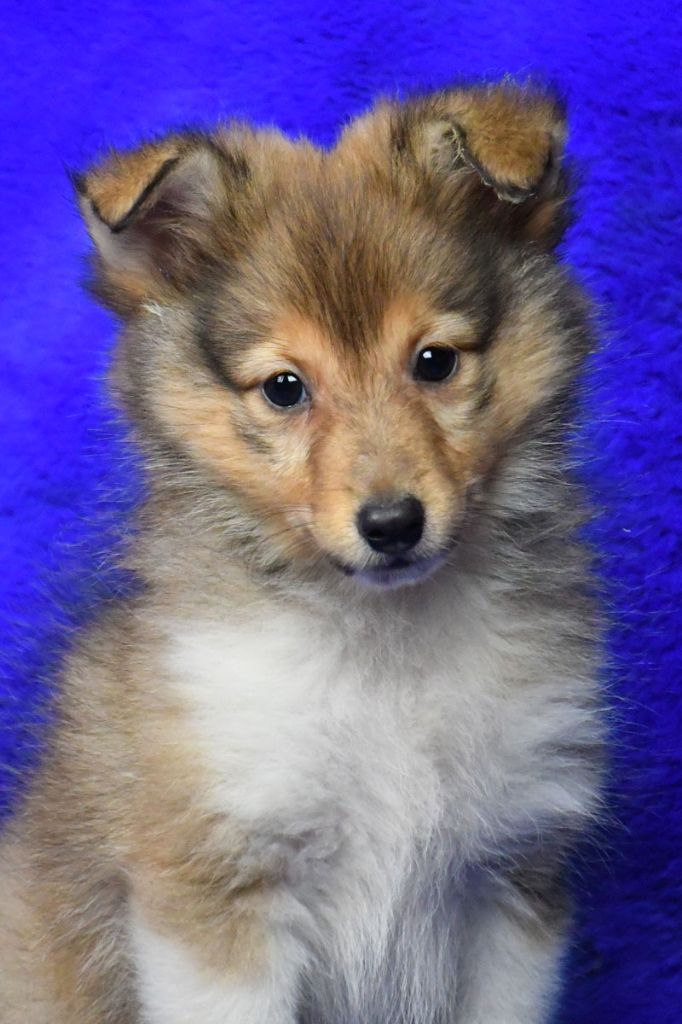 chiot Shetland Sheepdog de la source du Montet