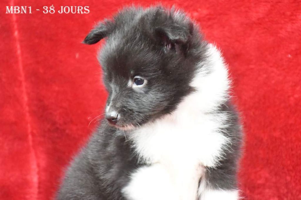 de la source du Montet - Chiot disponible  - Shetland Sheepdog