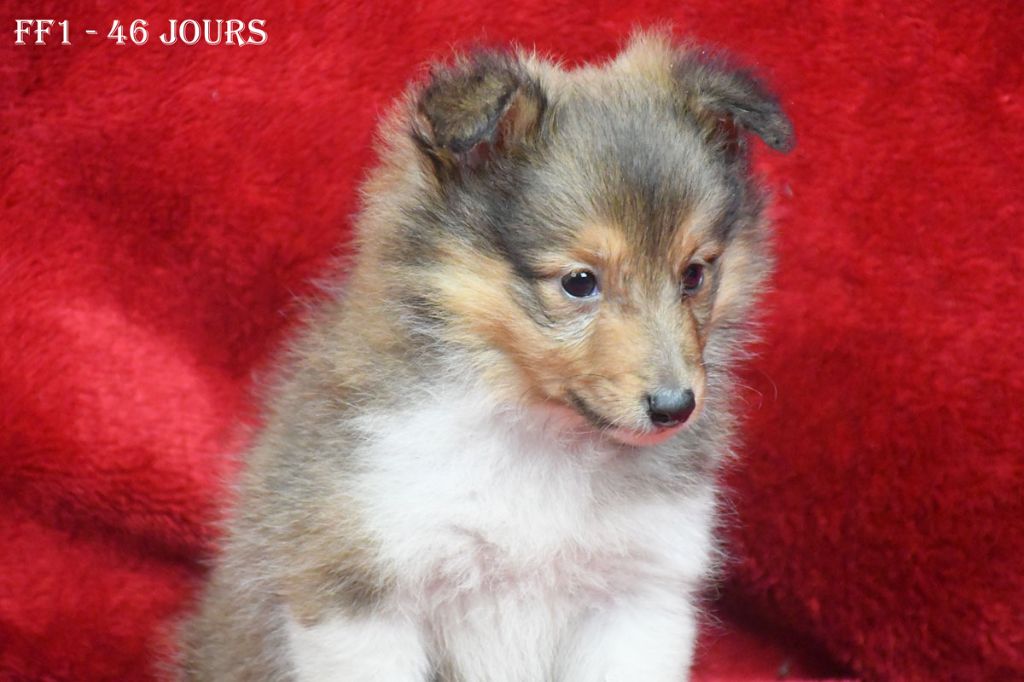 de la source du Montet - Chiot disponible  - Shetland Sheepdog