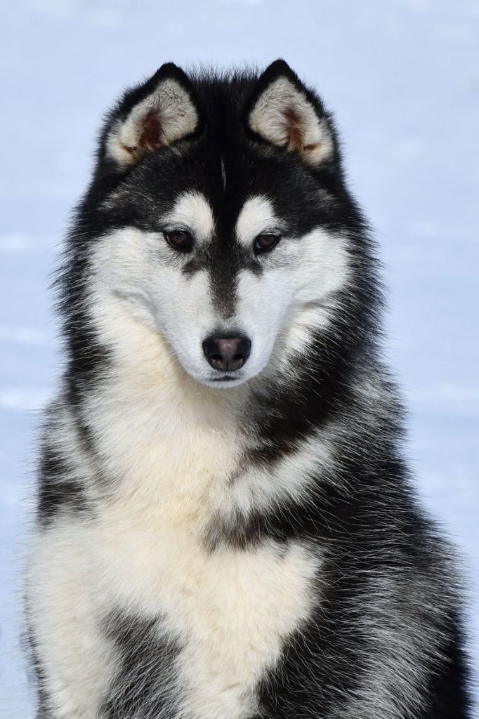 de la source du Montet - Chiot disponible  - Siberian Husky