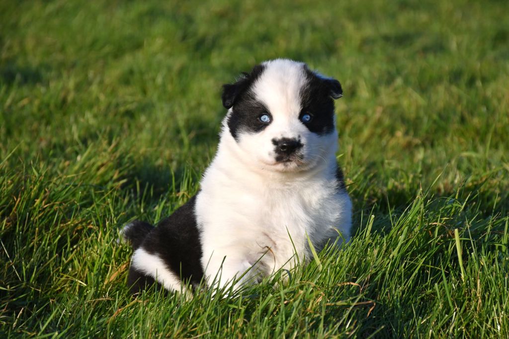 de la source du Montet - Chiot disponible  - Laika de iakoutie