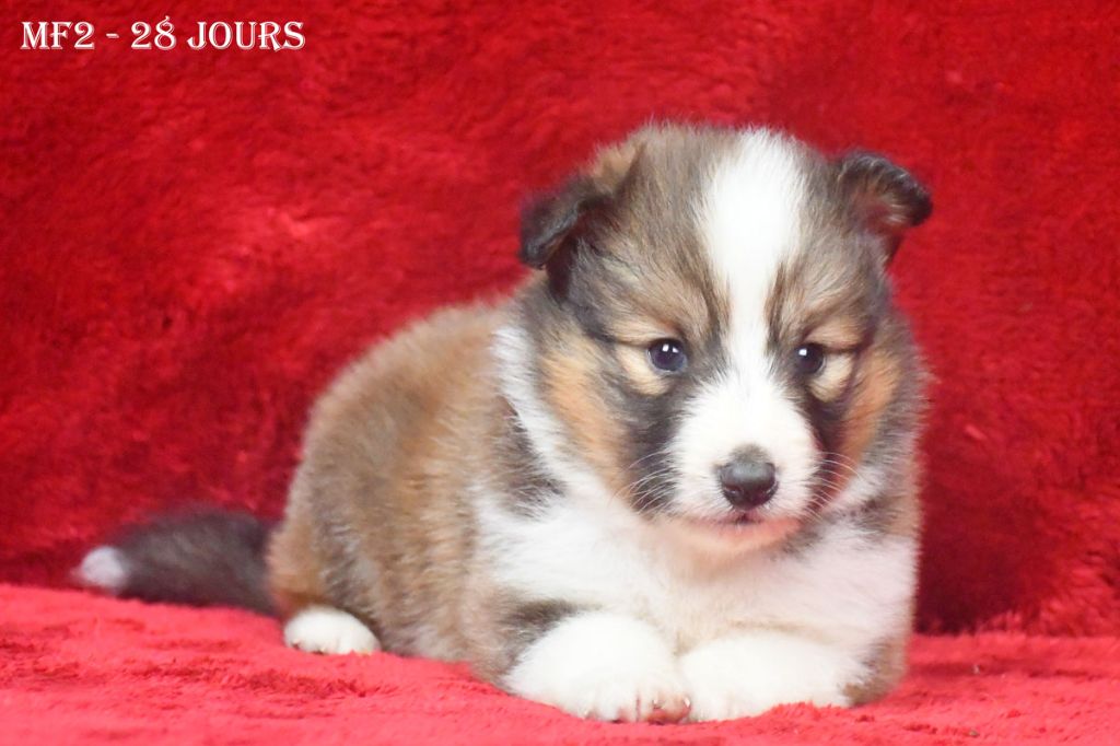 de la source du Montet - Chiot disponible  - Shetland Sheepdog