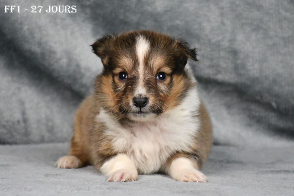 chiot Shetland Sheepdog de la source du Montet