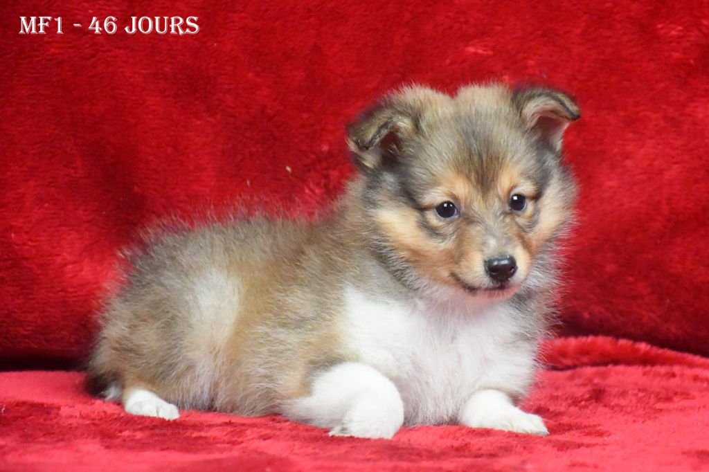 de la source du Montet - Chiot disponible  - Shetland Sheepdog