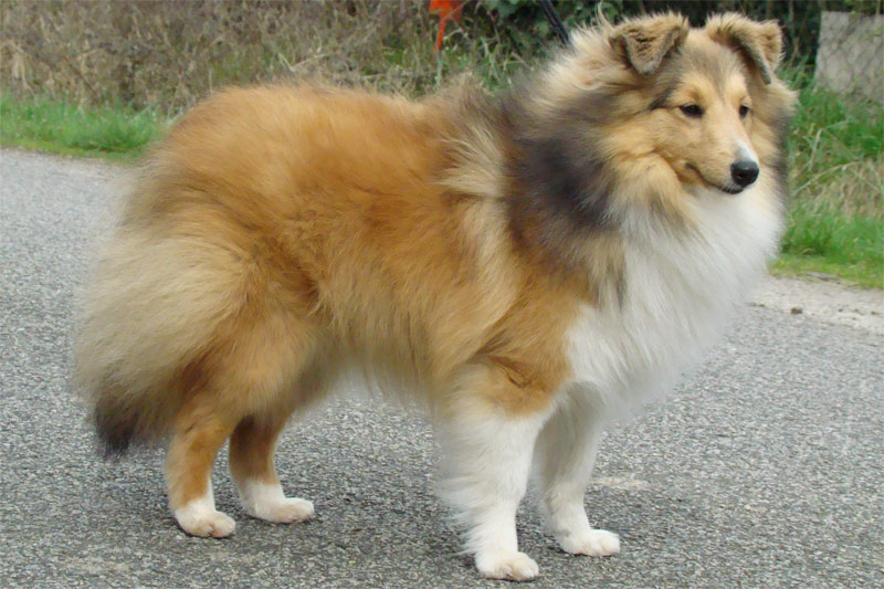 Colombe de la source du Montet