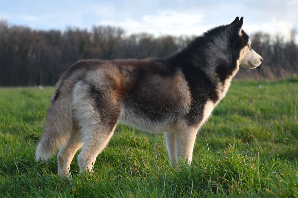 Vouis Vuitton de la source du Montet