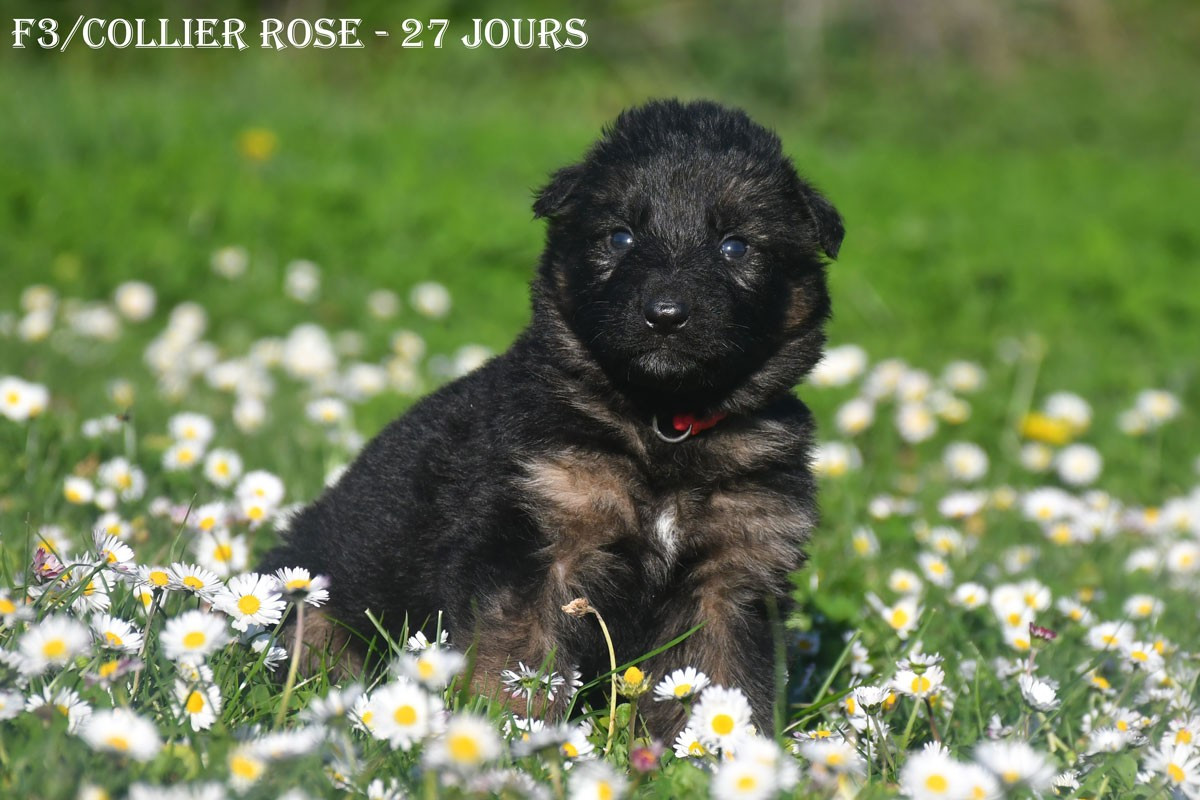 Chiots disponibles à l'élevage