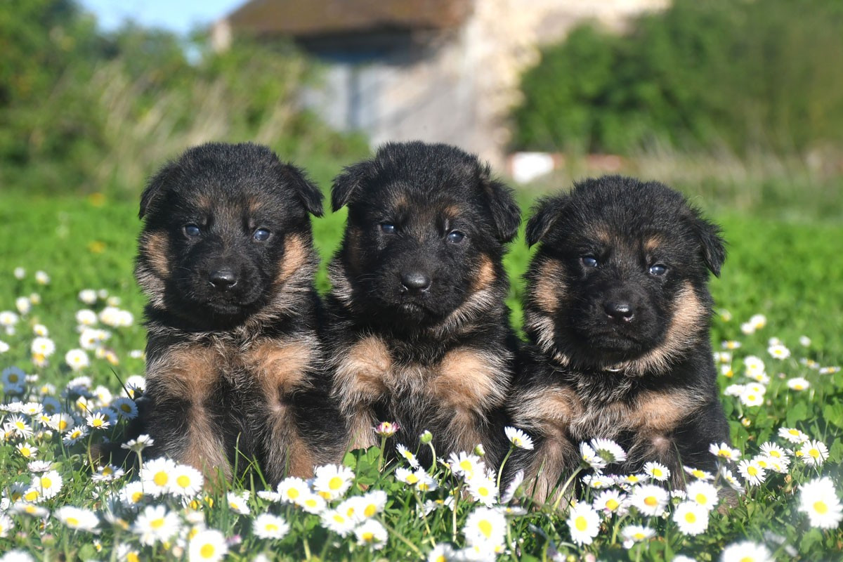 Chiots disponibles à l'élevage