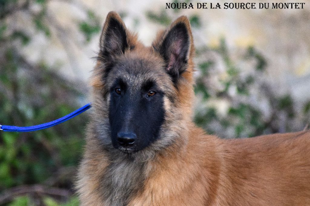 de la source du Montet - Nouvelles photos des chiots de Florya X Haribo! 