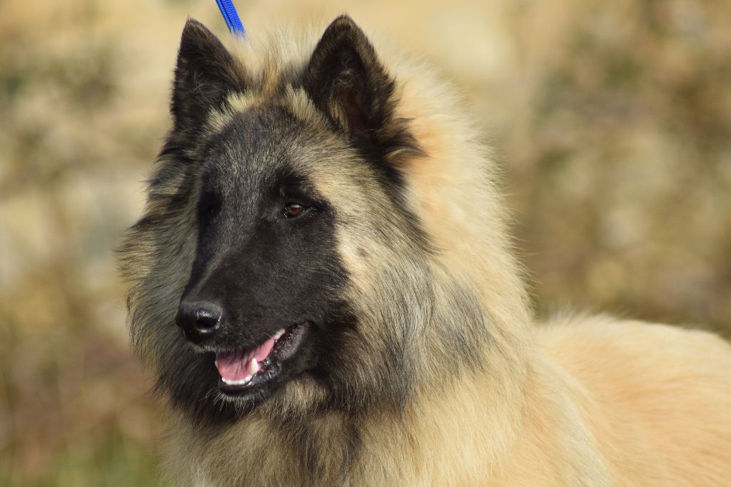 de la source du Montet - Nouvelles photos des chiots de Florya X Haribo! 