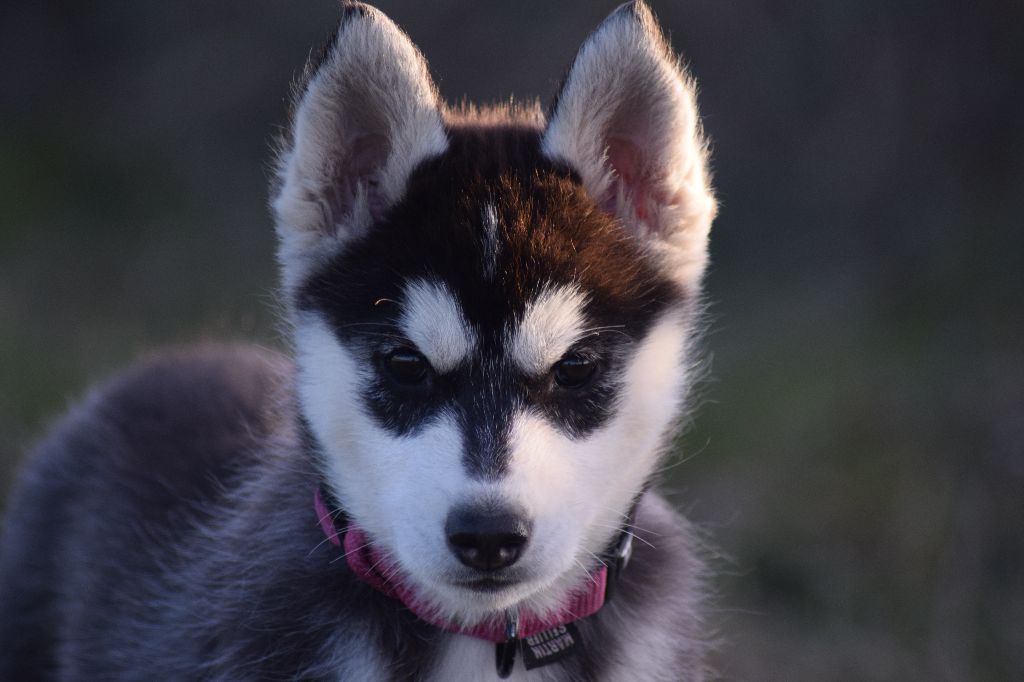 Nymeria Queen of Artic West Wind 2 mois