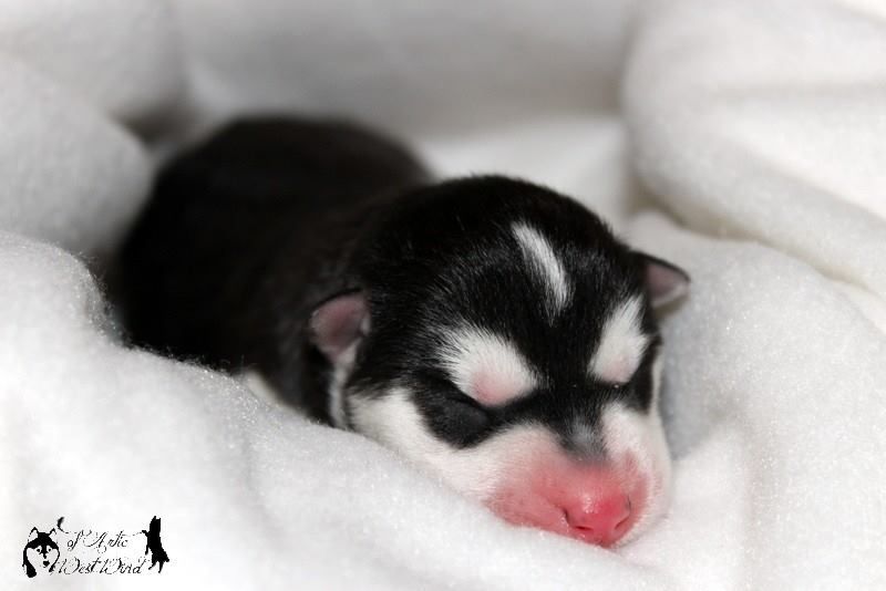 Nymeria Queen of Artic West Wind photos éleveuse 