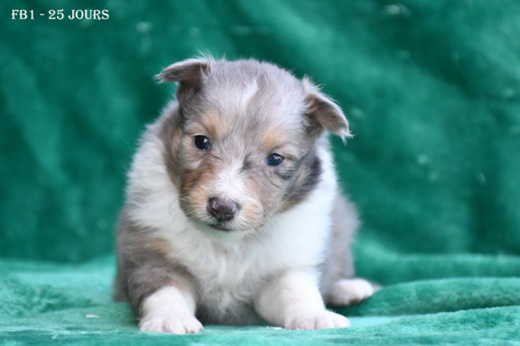 de la source du Montet - Chiots disponibles - Shetland Sheepdog