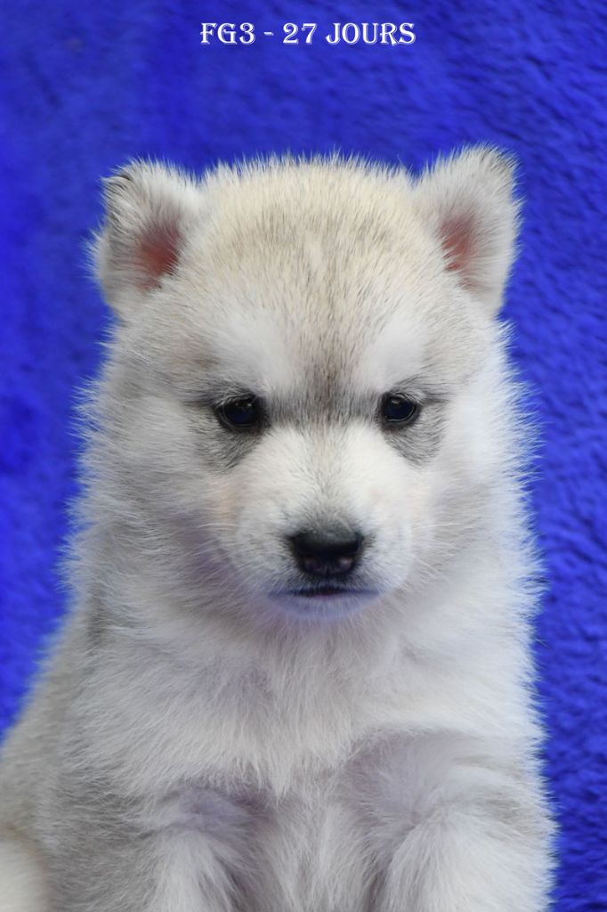 de la source du Montet - Chiots disponibles - Siberian Husky