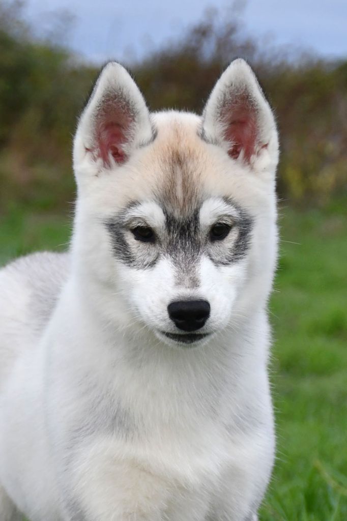 de la source du Montet - Chiots disponibles - Siberian Husky