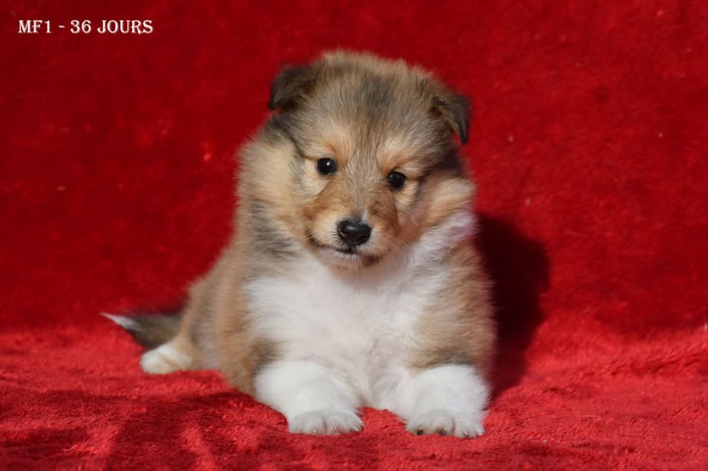 de la source du Montet - Chiots disponibles - Shetland Sheepdog