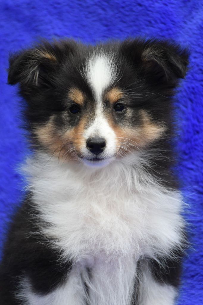de la source du Montet - Chiots disponibles - Shetland Sheepdog