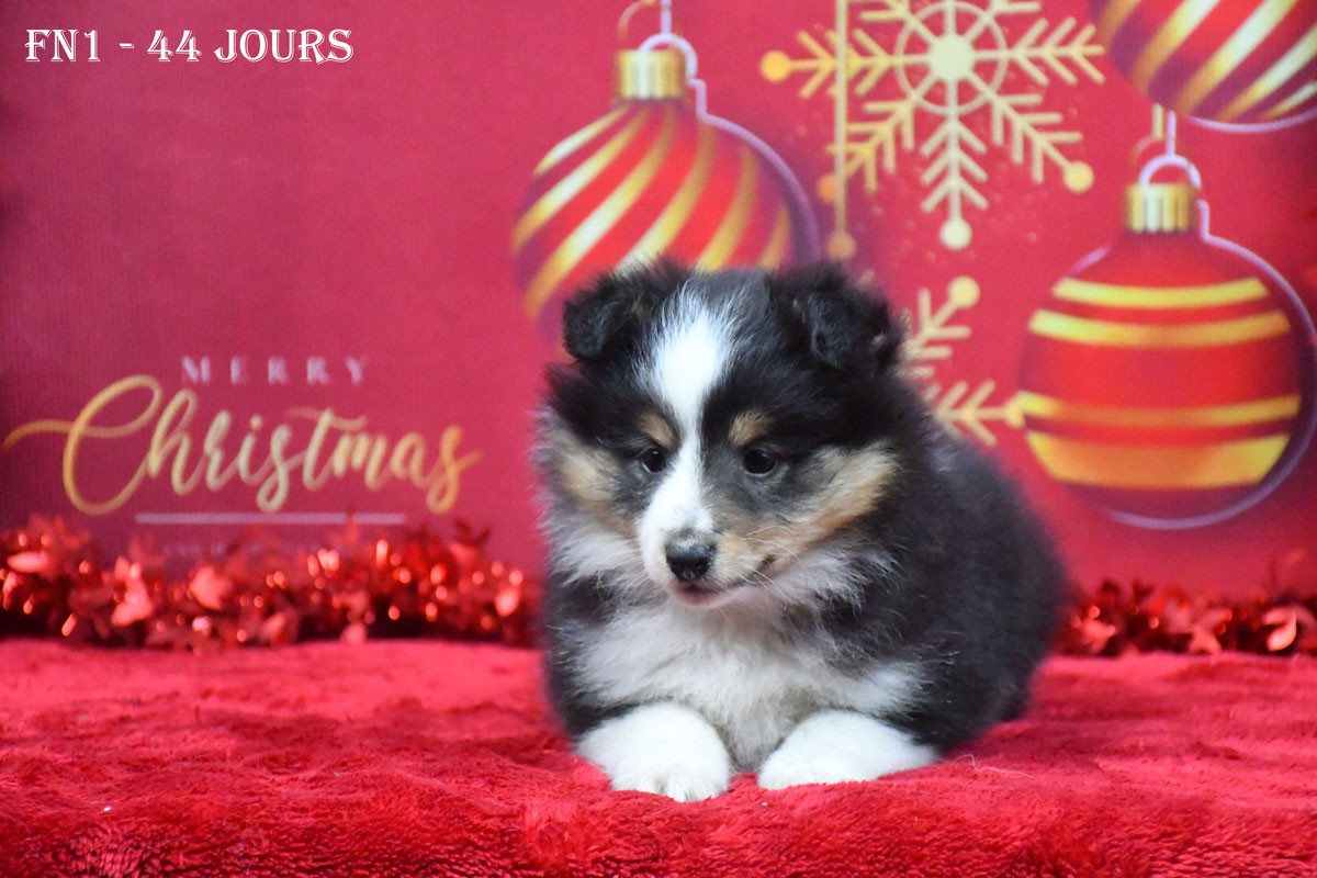 de la source du Montet - Chiots disponibles - Shetland Sheepdog