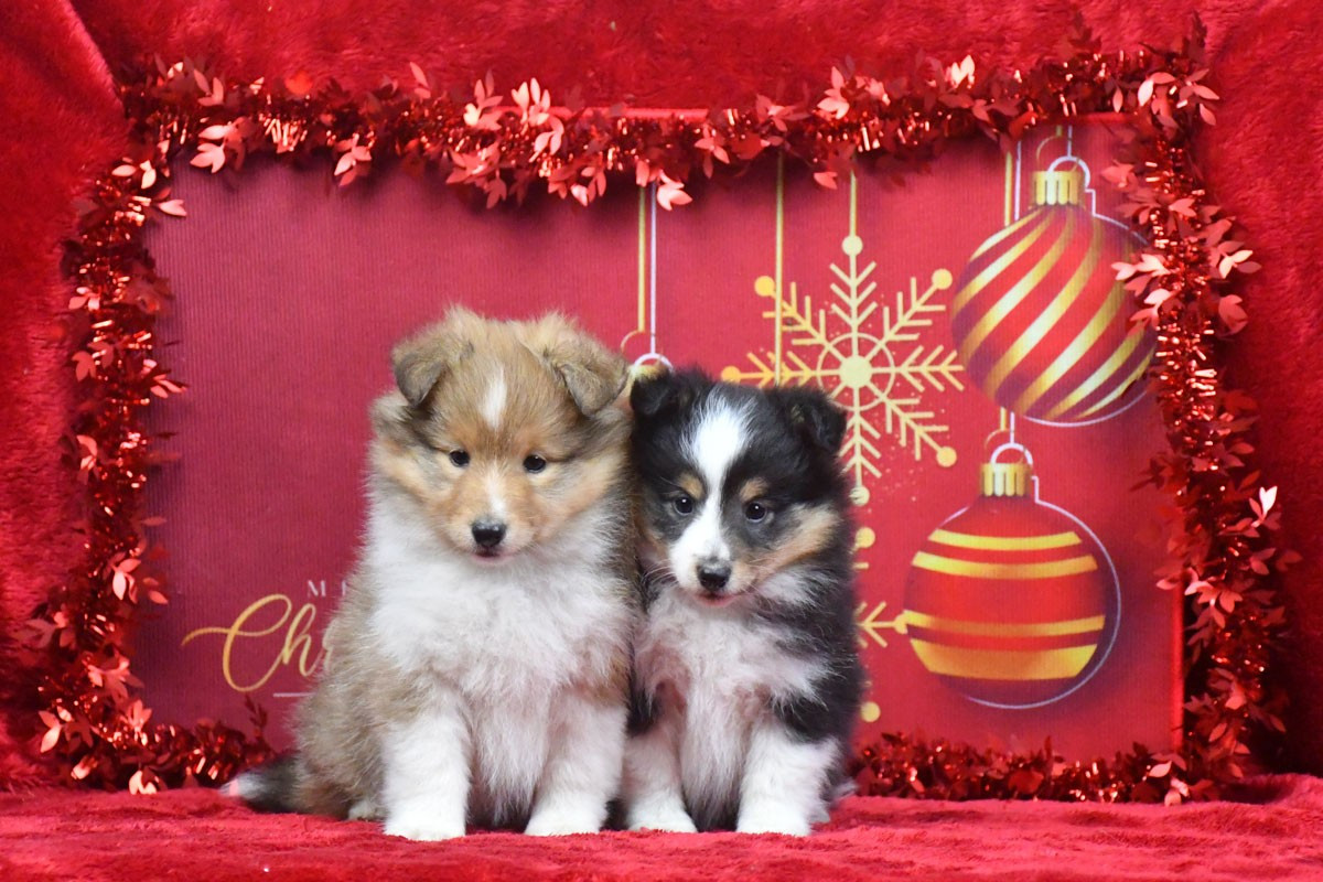 Chiot Shetland Sheepdog de la source du Montet