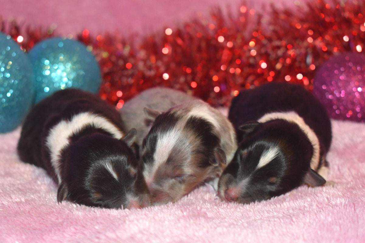 Chiot Shetland Sheepdog de la source du Montet