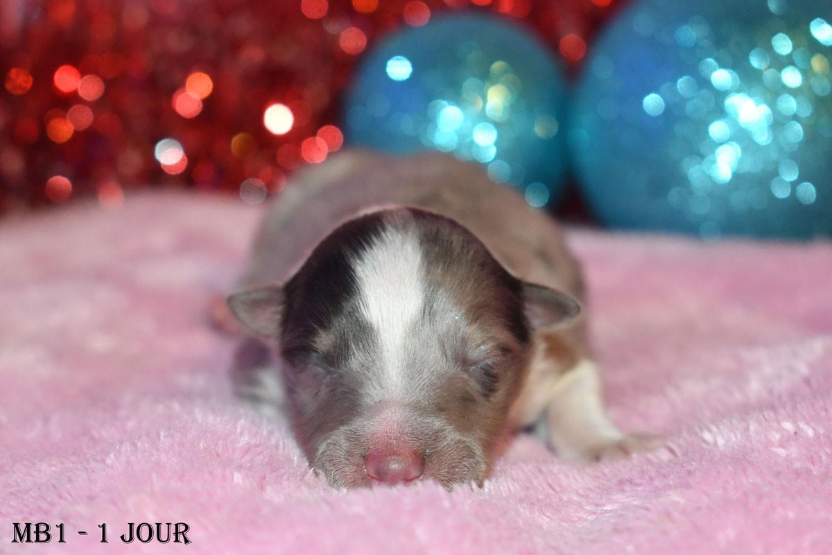 de la source du Montet - Chiots disponibles - Shetland Sheepdog