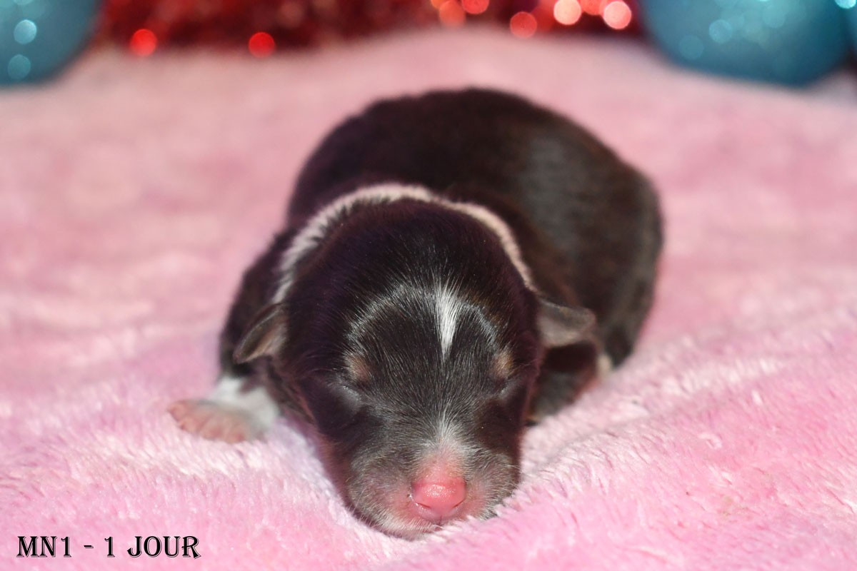 de la source du Montet - Chiots disponibles - Shetland Sheepdog