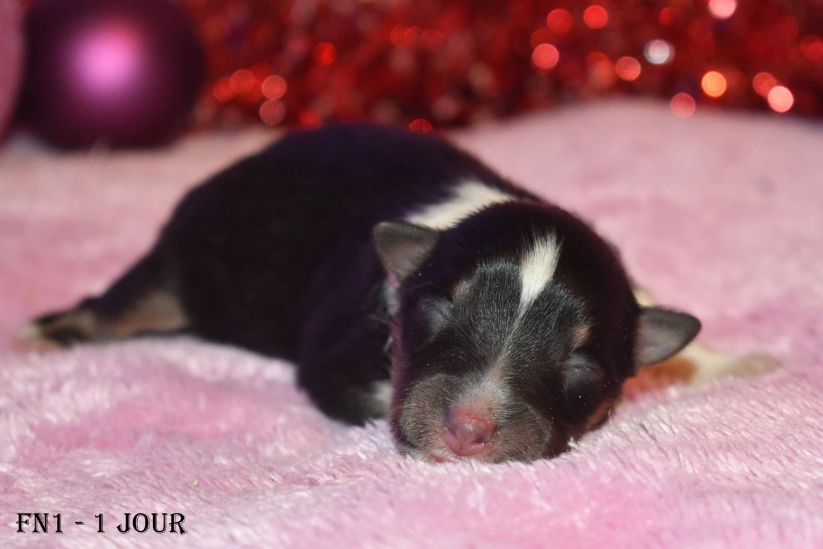 de la source du Montet - Chiots disponibles - Shetland Sheepdog