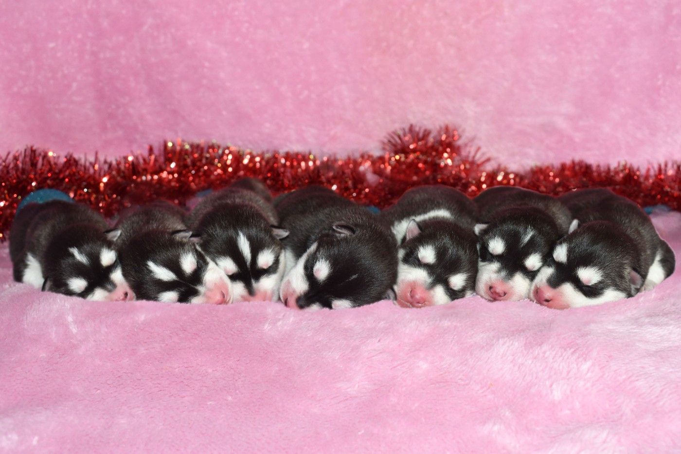 Chiot Siberian Husky de la source du Montet