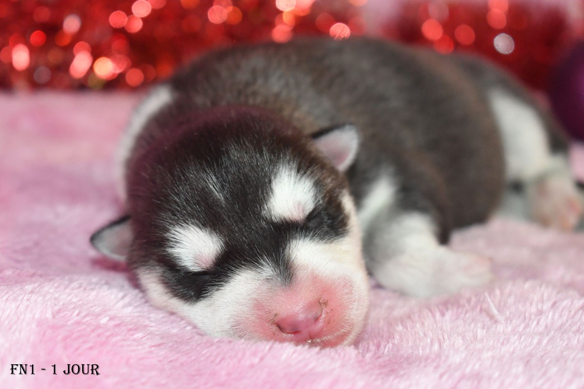 de la source du Montet - Chiots disponibles - Siberian Husky