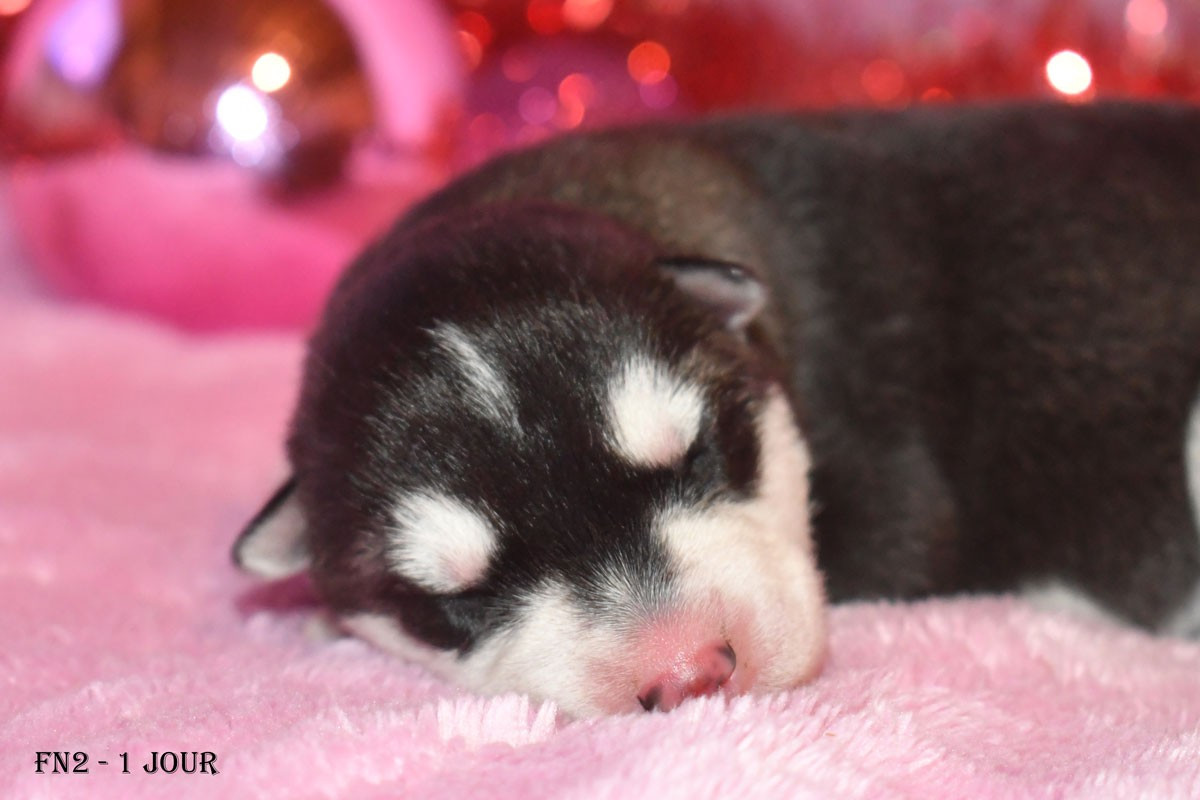 de la source du Montet - Chiots disponibles - Siberian Husky