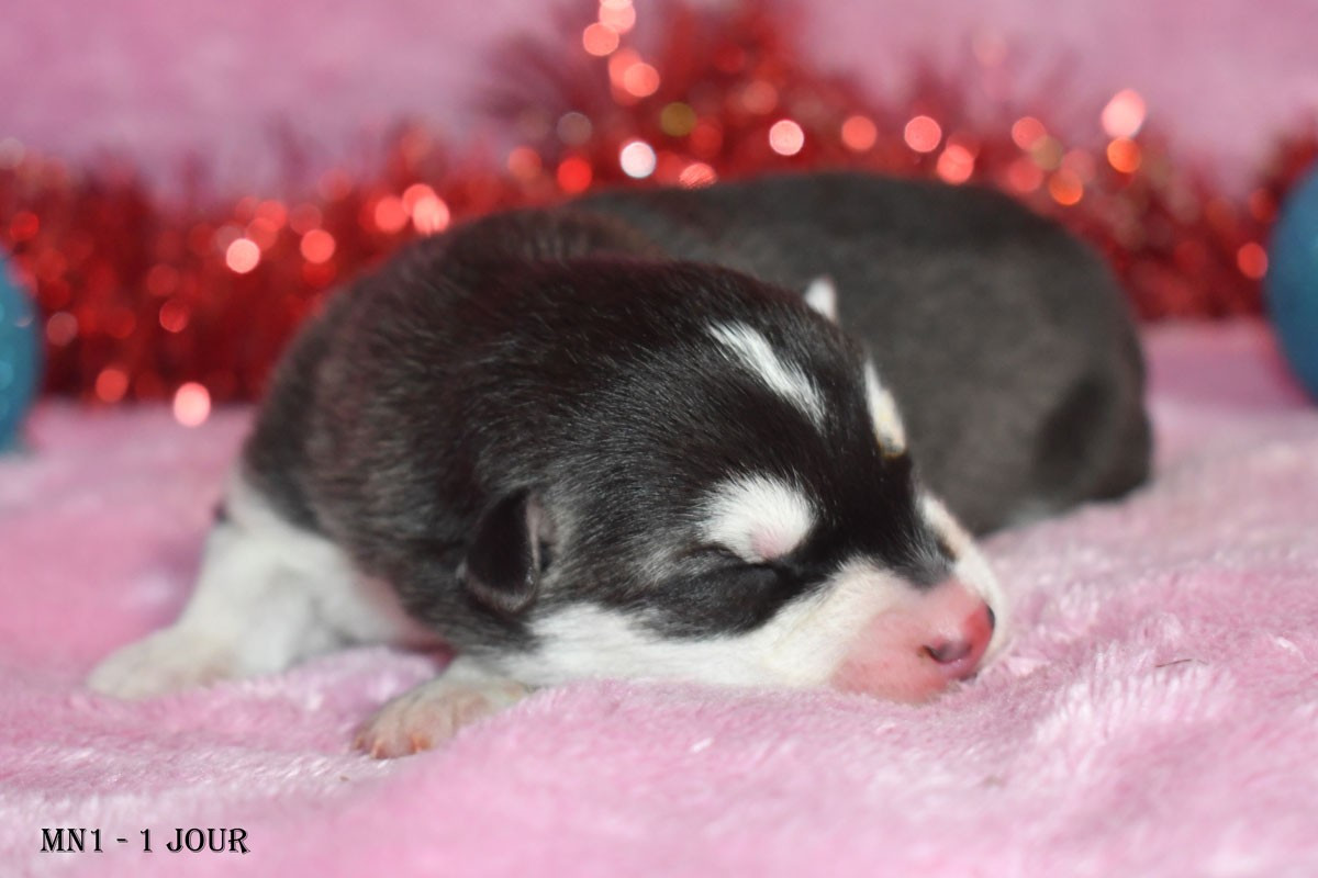 de la source du Montet - Chiots disponibles - Siberian Husky