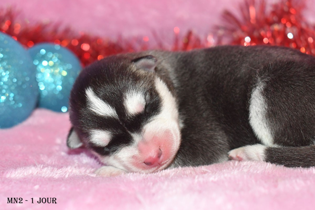 de la source du Montet - Chiots disponibles - Siberian Husky