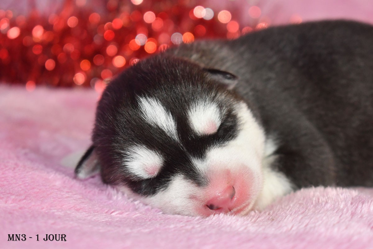 de la source du Montet - Chiots disponibles - Siberian Husky