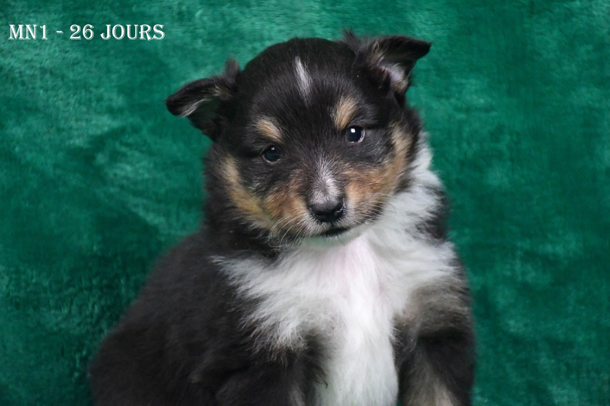 de la source du Montet - Chiots disponibles - Shetland Sheepdog