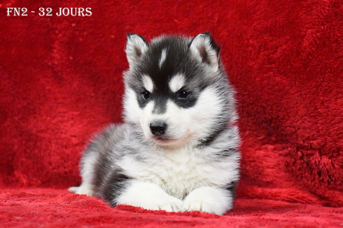 de la source du Montet - Chiots disponibles - Siberian Husky