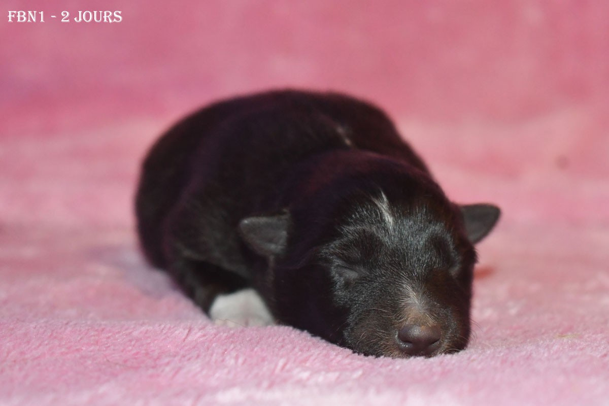 de la source du Montet - Chiots disponibles - Shetland Sheepdog