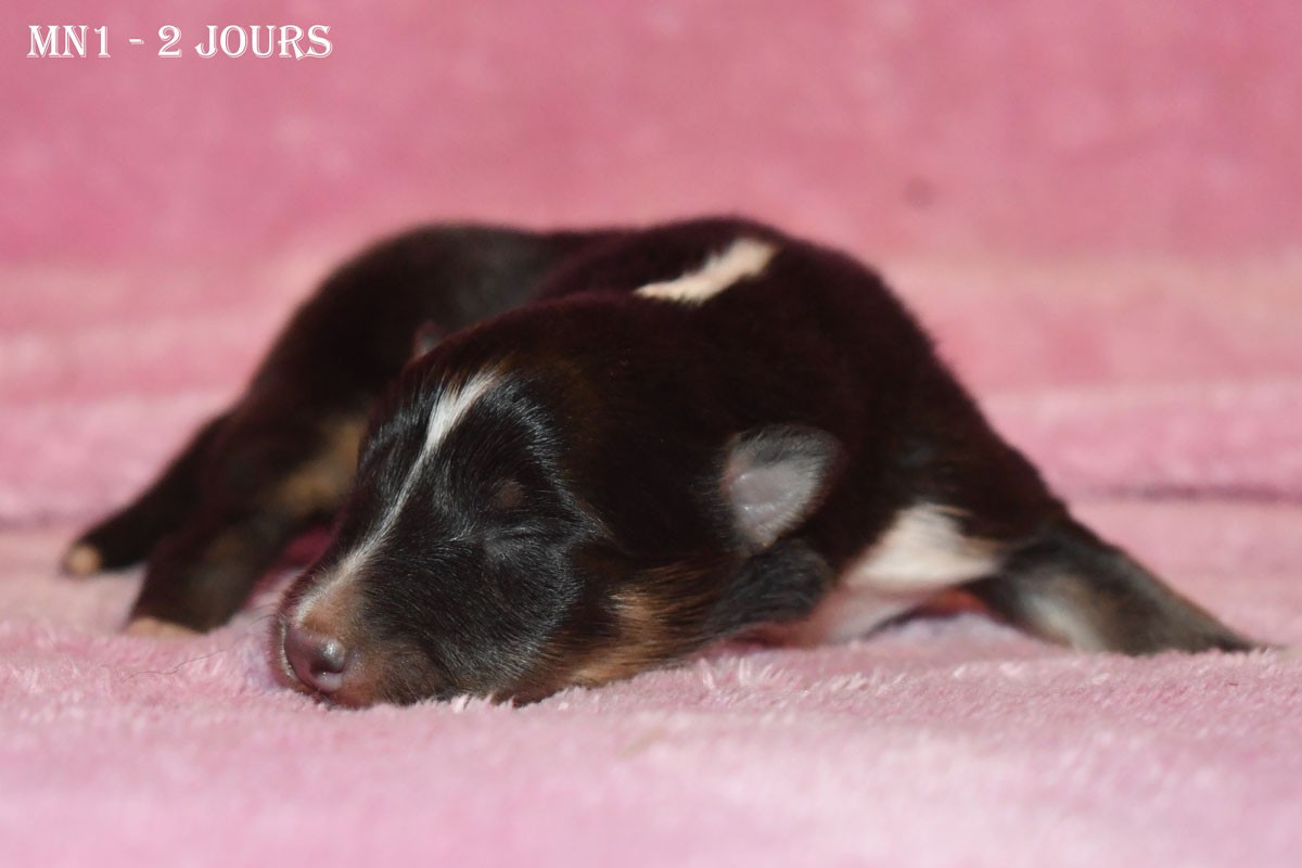 de la source du Montet - Chiots disponibles - Shetland Sheepdog