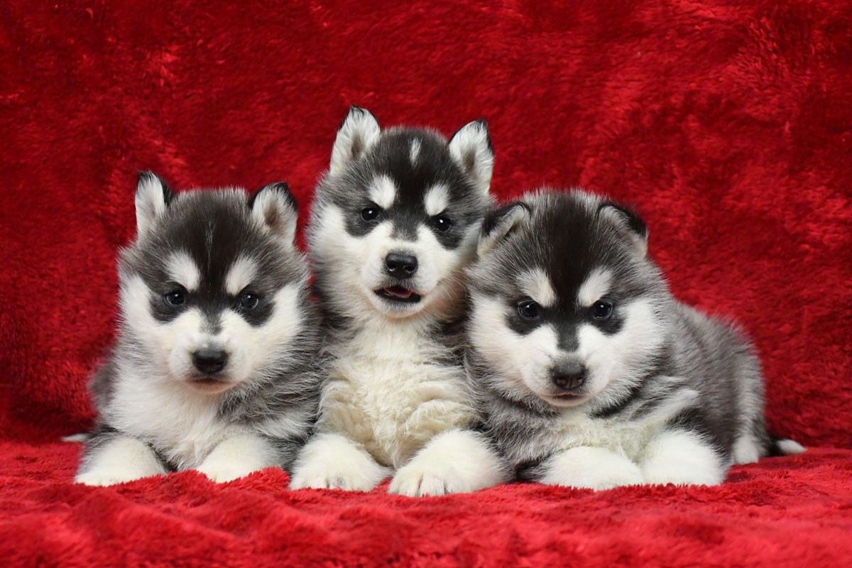 de la source du Montet - Siberian Husky - Portée née le 23/12/2025