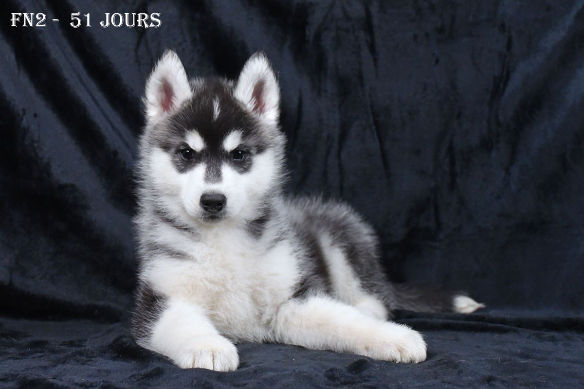 de la source du Montet - Chiots disponibles - Siberian Husky