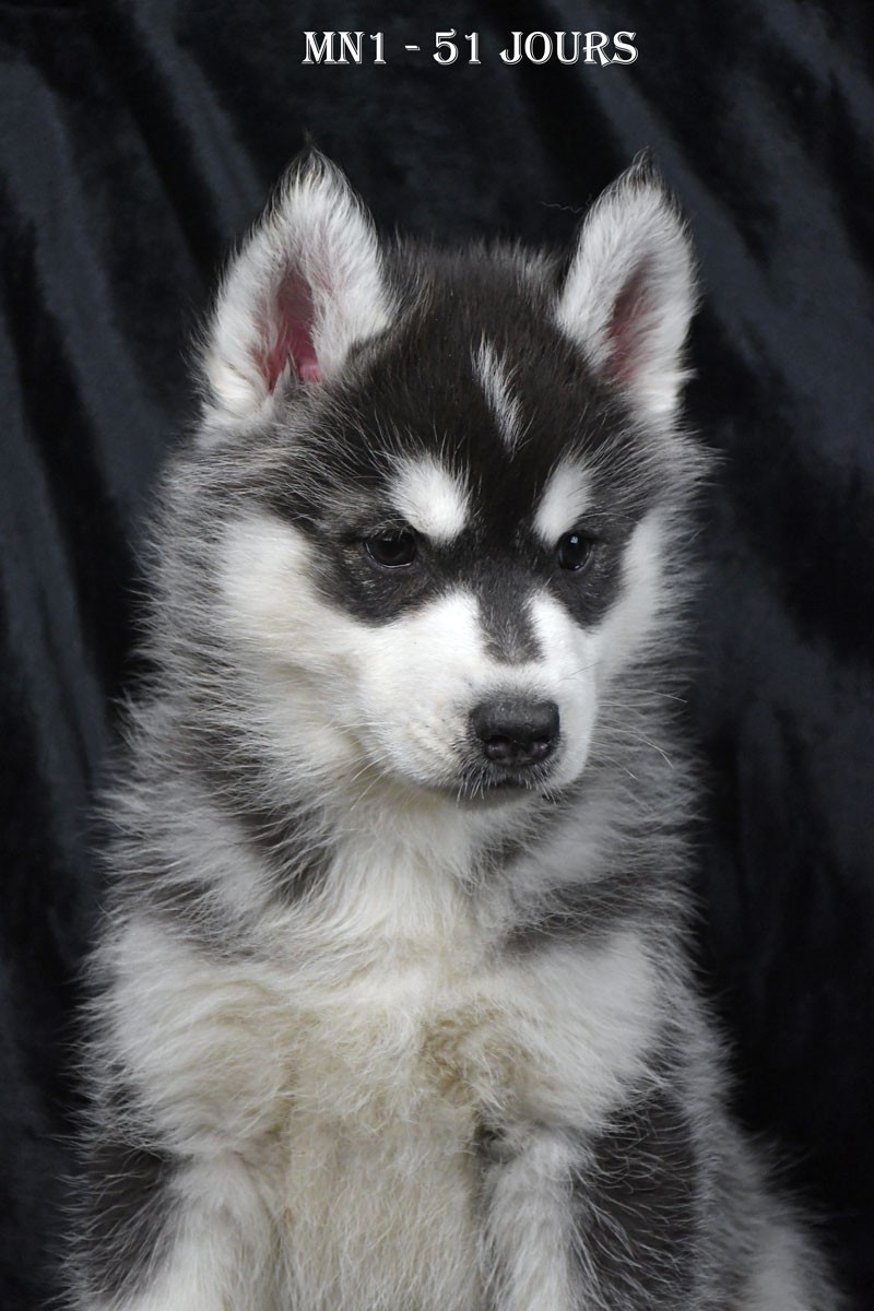 de la source du Montet - Chiots disponibles - Siberian Husky