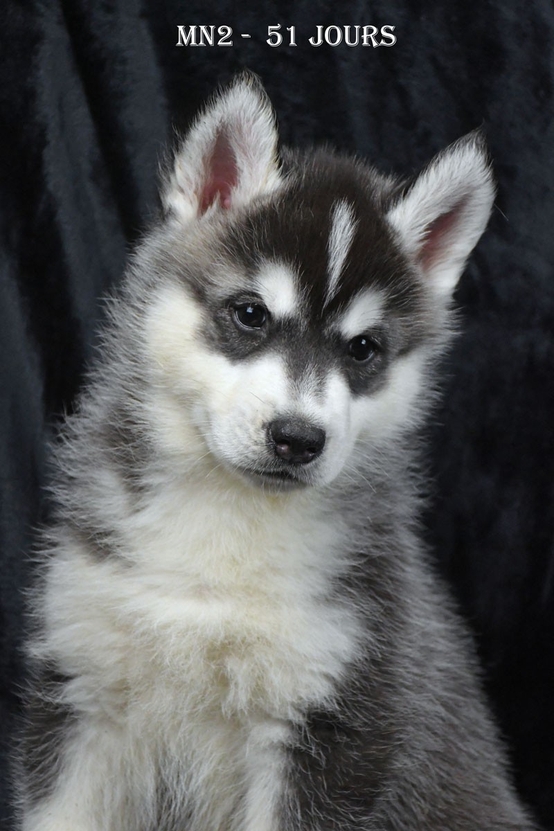 de la source du Montet - Chiots disponibles - Siberian Husky