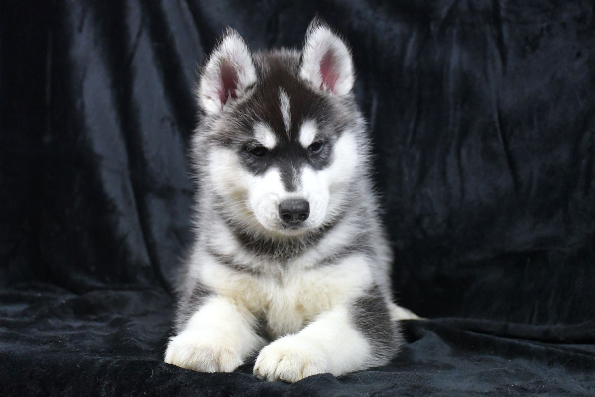 de la source du Montet - Chiots disponibles - Siberian Husky