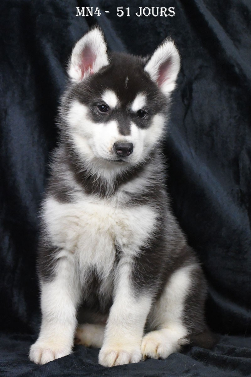 de la source du Montet - Chiots disponibles - Siberian Husky