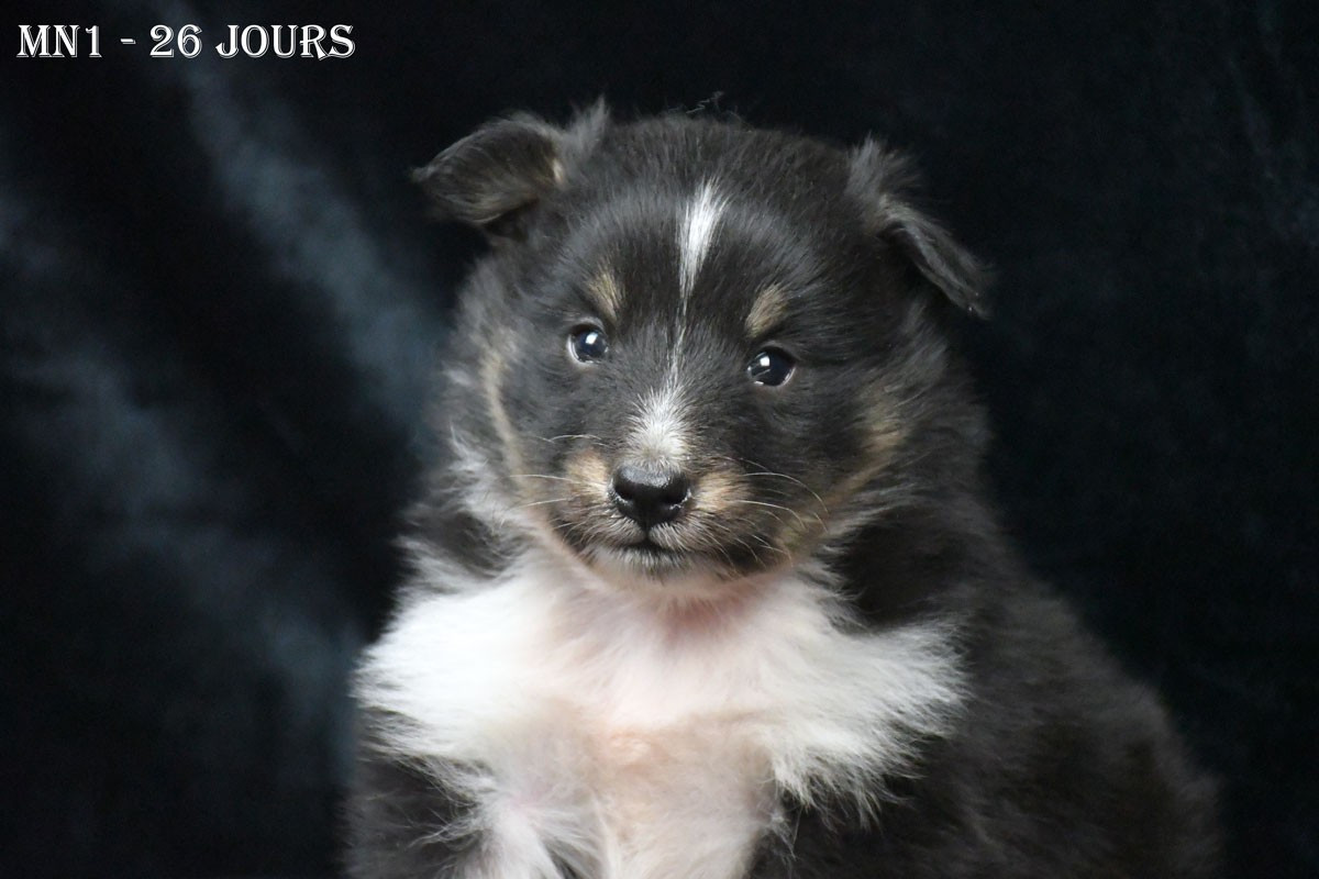 de la source du Montet - Chiots disponibles - Shetland Sheepdog